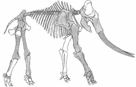 Widok szkieletu słonia leśnego poddanego kompleksowym badaniom i konserwacji